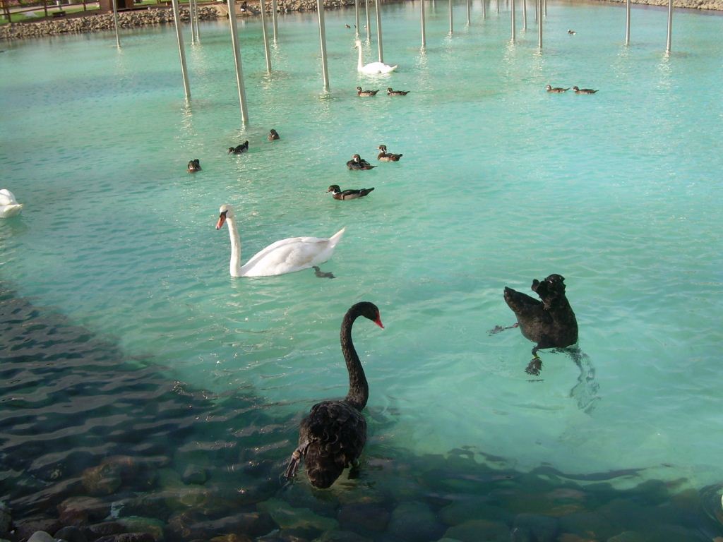 White And Black Swans